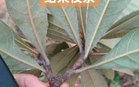 枇杷什么时候嫁接最好？掌握最佳时机与高效嫁接技术指南