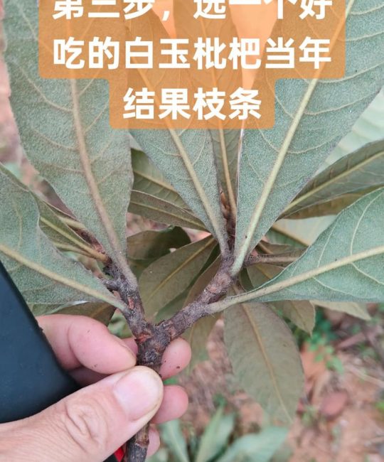 枇杷什么时候嫁接最好？掌握最佳时机与高效嫁接技术指南