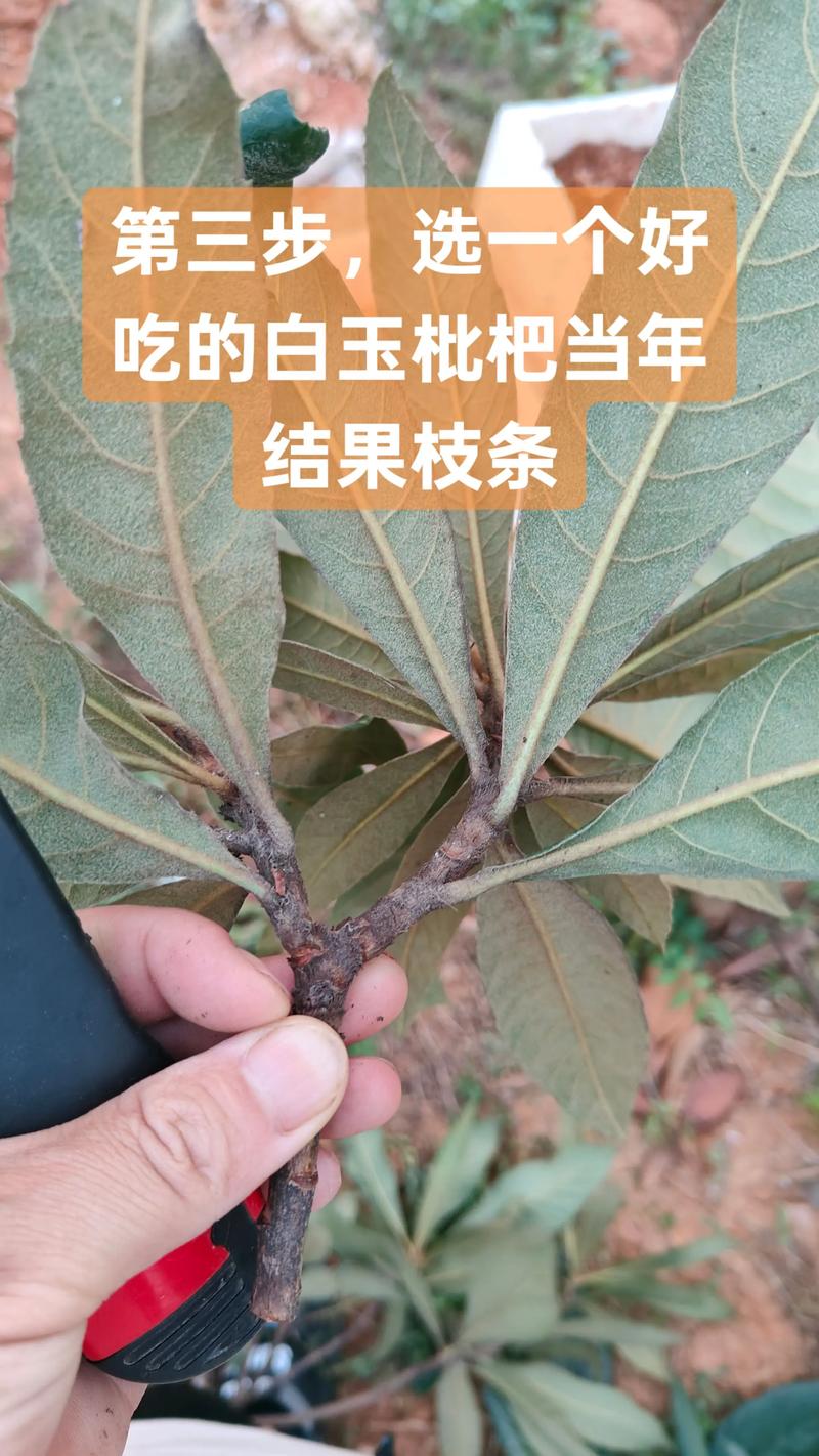 枇杷什么时候嫁接最好?掌握最佳时机与高效嫁接技术指南 枇杷什么时候嫁接最好?掌握最佳时机与高效嫁接技术指南