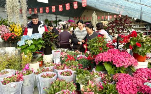 如何找到附近花卉市场批发市场：苗木采购渠道评估指南