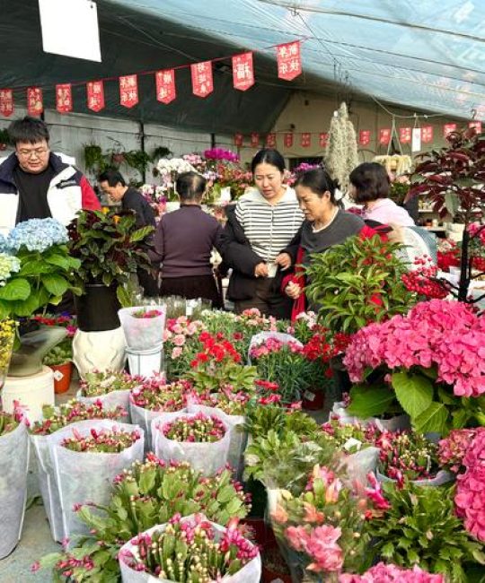 如何找到附近花卉市场批发市场：苗木采购渠道评估指南