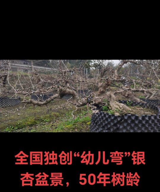 50年银杏树价值评估与移栽养护全指南