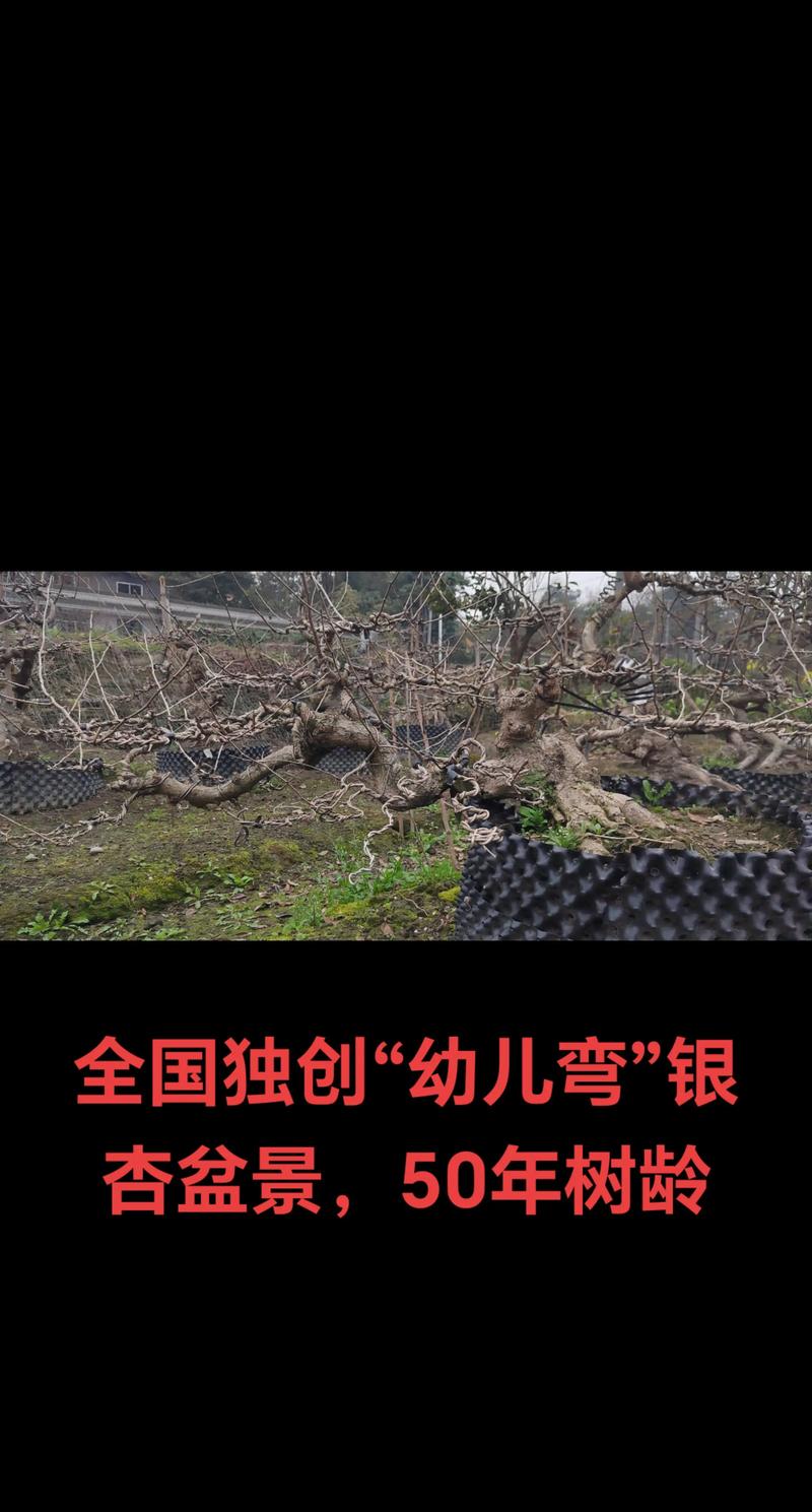50年银杏树价值评估与移栽养护全指南 50年银杏树价值评估与移栽养护全指南