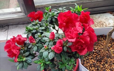 杜鹃花多久浇一次水？科学浇水频率与四季养护指南