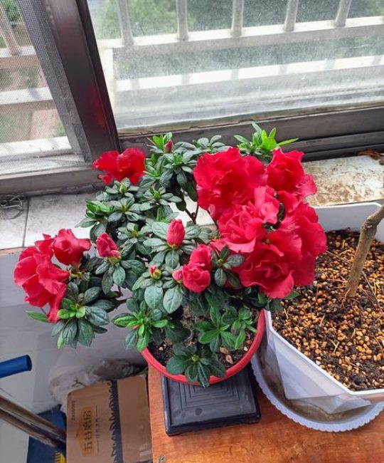 杜鹃花多久浇一次水？科学浇水频率与四季养护指南