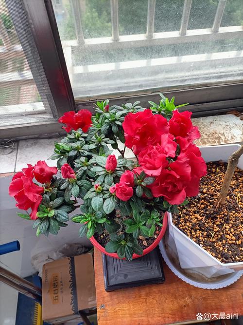 杜鹃花多久浇一次水?科学浇水频率与四季养护指南 杜鹃花多久浇一次水?科学浇水频率与四季养护指南