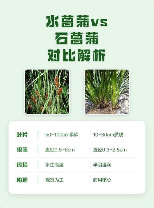 石菖蒲和菖蒲的区别 场景化选择建议