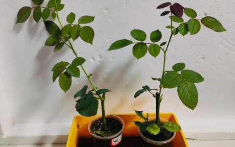 月季什么时候移栽最好？掌握这7个步骤，成活率提升90%以上