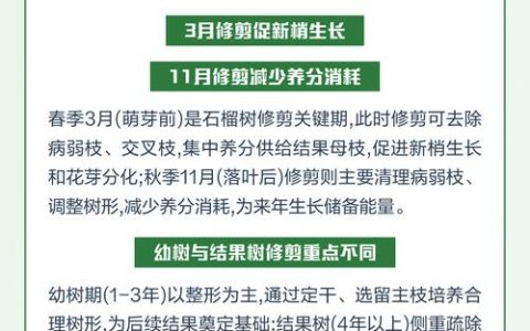 石榴树修剪最佳时间及方法：冬剪定形，夏剪促花