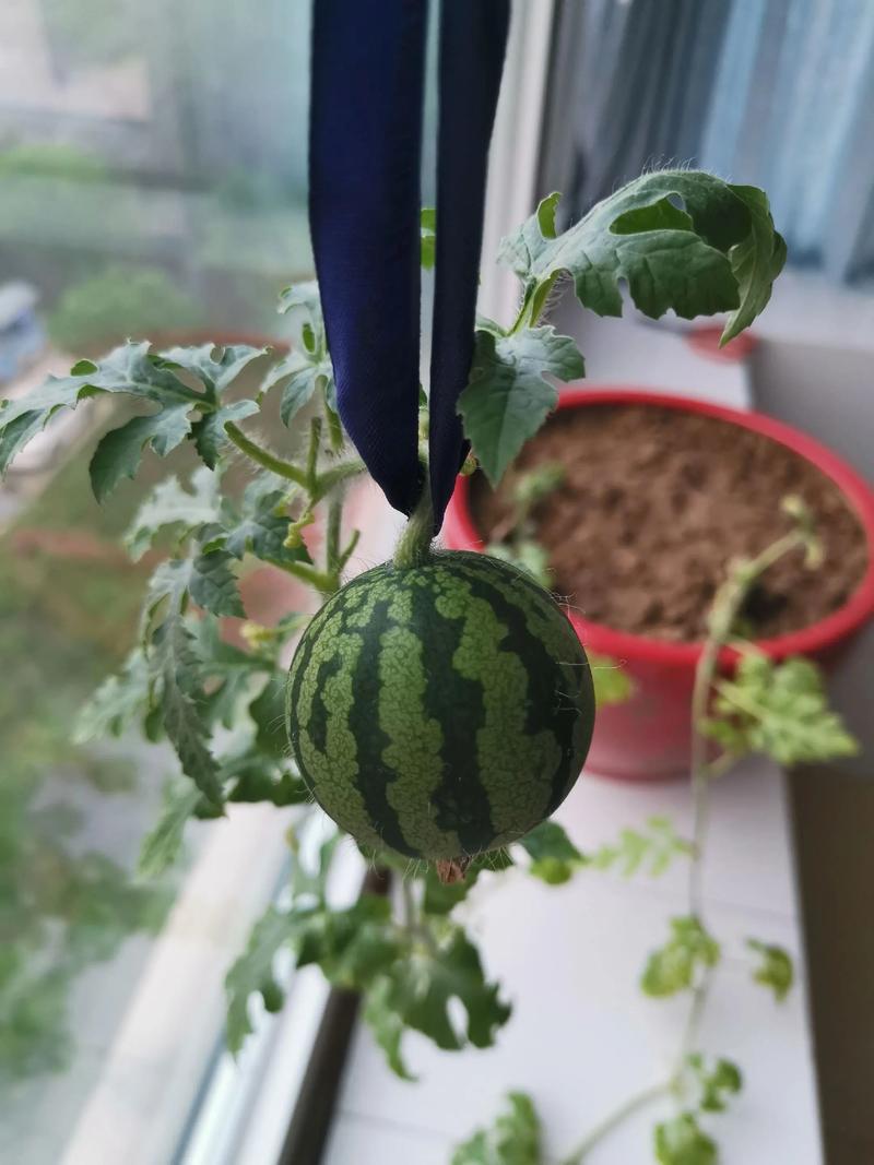 四、水肥管理与缓苗期
