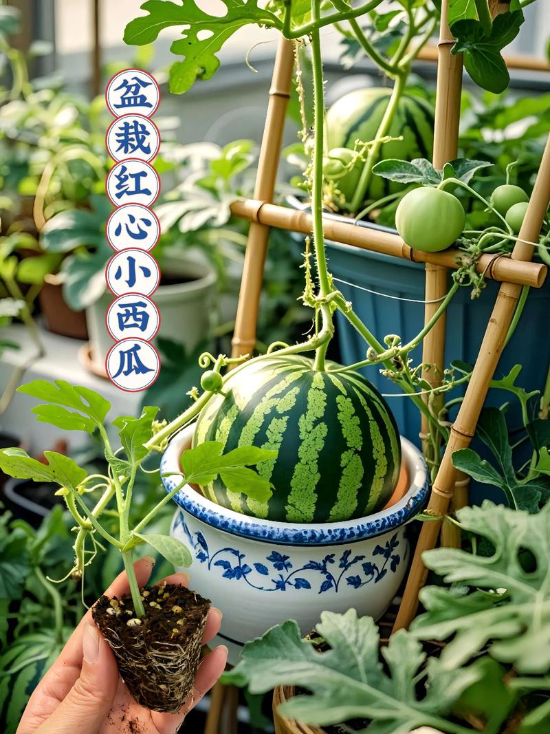 五、整枝与人工授粉