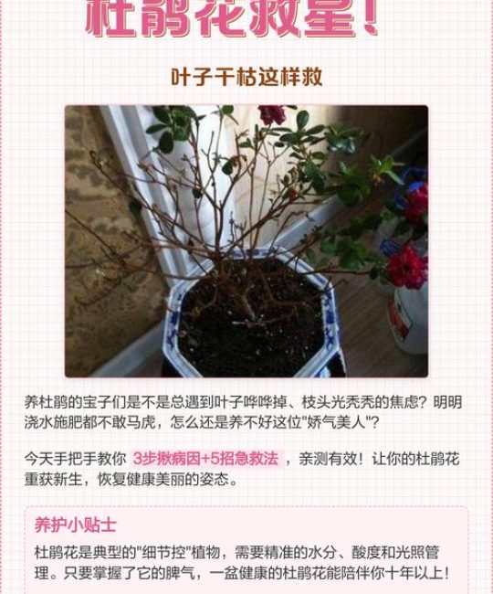 杜鹃花只剩枝干还能活吗？急救全攻略