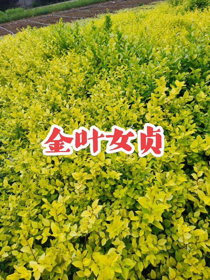 女贞树是阴气最重的植物吗?园林绿化中的常绿绿篱专家 色块与色带应用场景