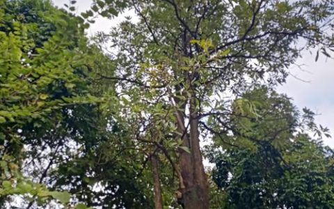 朴树植物百科：别名、形态特征及识别指南