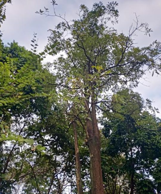 朴树植物百科：别名、形态特征及识别指南