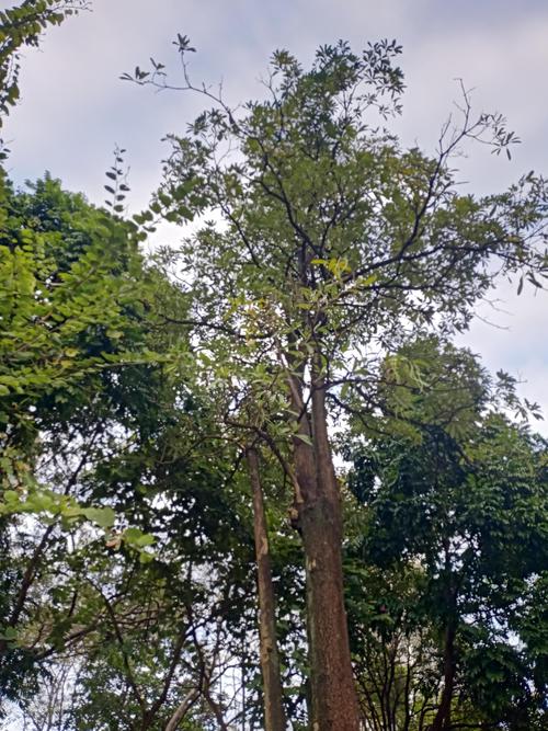 朴树植物百科:别名、形态特征及识别指南 朴树植物百科:别名、形态特征及识别指南