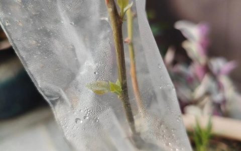 三角梅发芽后怎么养护？新手必看发芽后养护全攻略