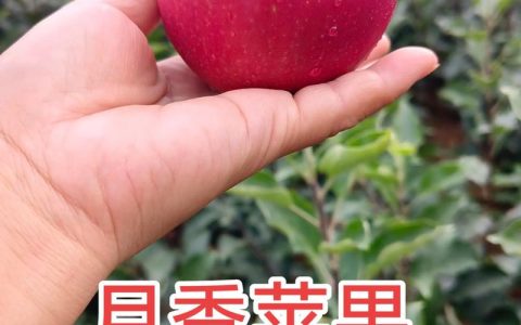 鲁丽苹果苗品种介绍：高产抗病中晚熟新品种