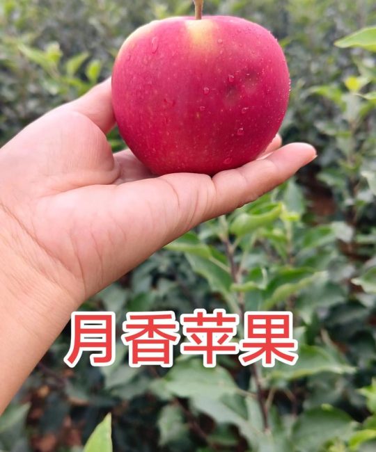 鲁丽苹果苗品种介绍：高产抗病中晚熟新品种