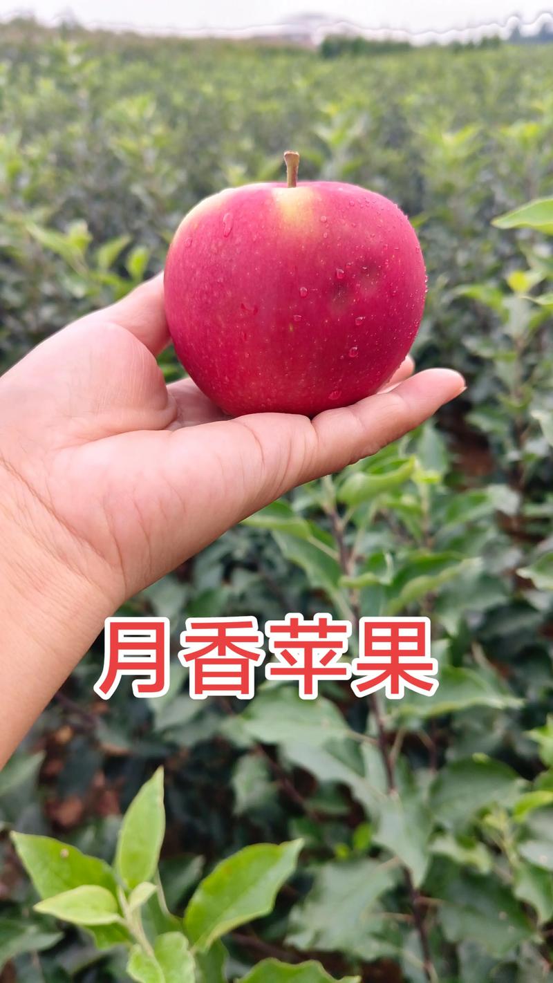 鲁丽苹果苗品种介绍:高产抗病中晚熟新品种 鲁丽苹果苗品种介绍:高产抗病中晚熟新品种