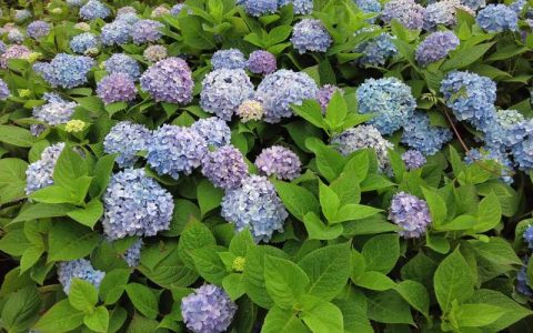 绿色的花有什么花？盘点5种常见绿色花卉及养护要点