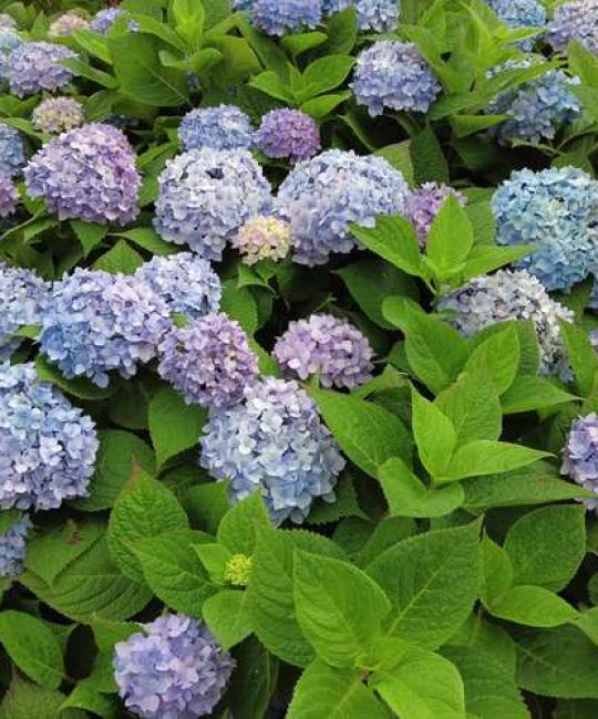 绿色的花有什么花？盘点5种常见绿色花卉及养护要点