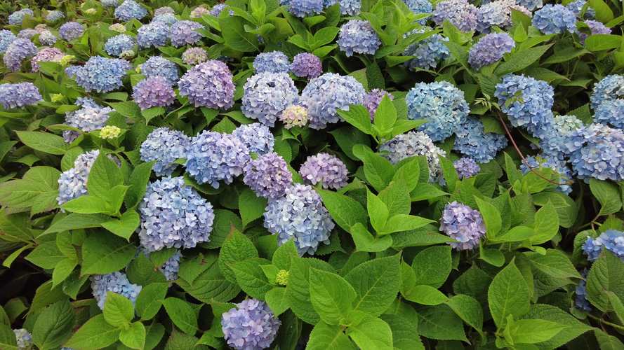 绿色的花有什么花？盘点5种常见绿色花卉及养护要点