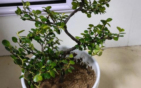 珍珠梅盆景怎么养？6步养护指南让花开满树