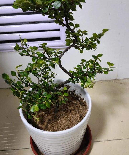 珍珠梅盆景怎么养？6步养护指南让花开满树