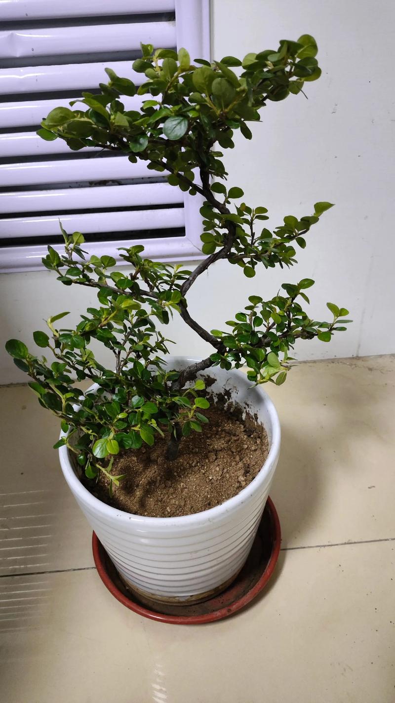珍珠梅盆景怎么养?6步养护指南让花开满树 珍珠梅盆景怎么养?6步养护指南让花开满树
