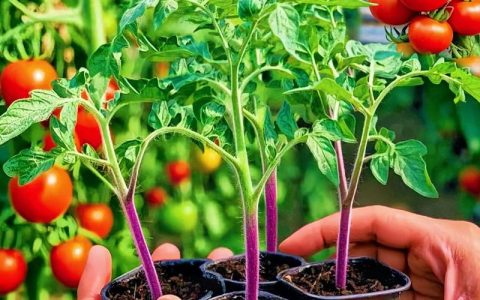 西红柿种植技术指南：最佳种植时间、土壤搭配及定植技巧