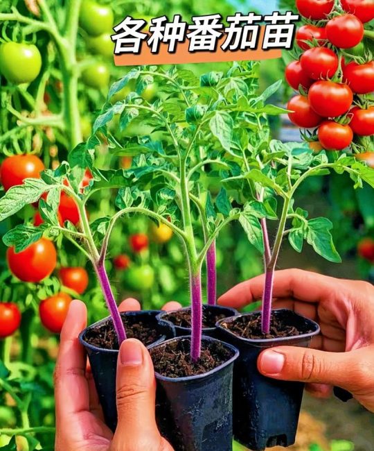 西红柿种植技术指南：最佳种植时间、土壤搭配及定植技巧