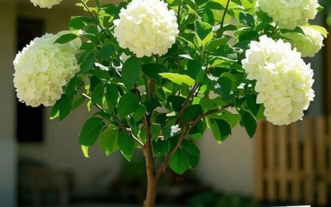 中华木绣球花期详解：几月开花、养护技巧及盆栽地栽指南