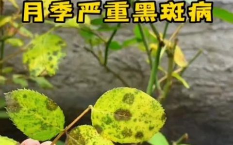 月季花叶子黑斑病用什么药治疗？科学防治与养护全攻略