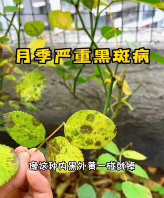 月季花叶子黑斑病用什么药治疗？科学防治与养护全攻略