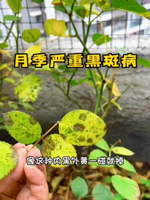 月季花叶子黑斑病用什么药治疗？科学防治与养护全攻略