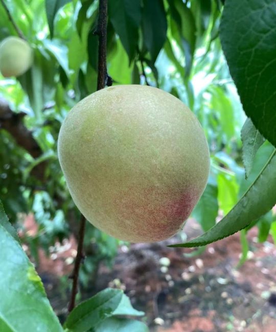 突围桃几月份成熟上市？突围蟠桃种植时间与养护指南