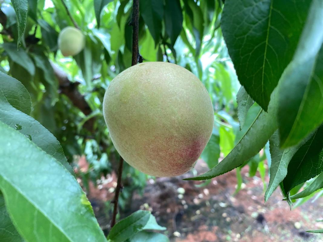 突围桃几月份成熟上市？突围蟠桃种植时间与养护指南