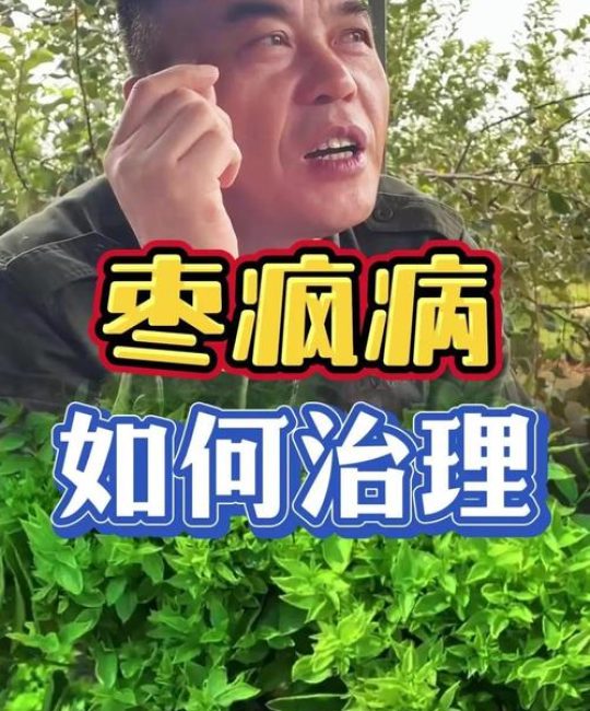 枣树疯病怎么治？揭秘土方子背后的真相与科学防治