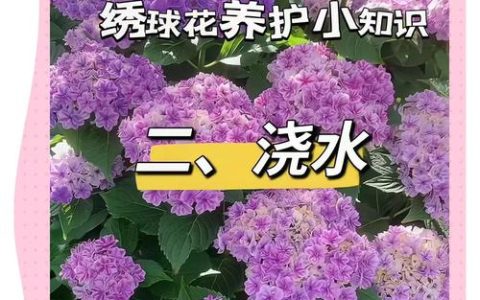 绣球花养殖全攻略：光照水肥修剪与花色调控指南