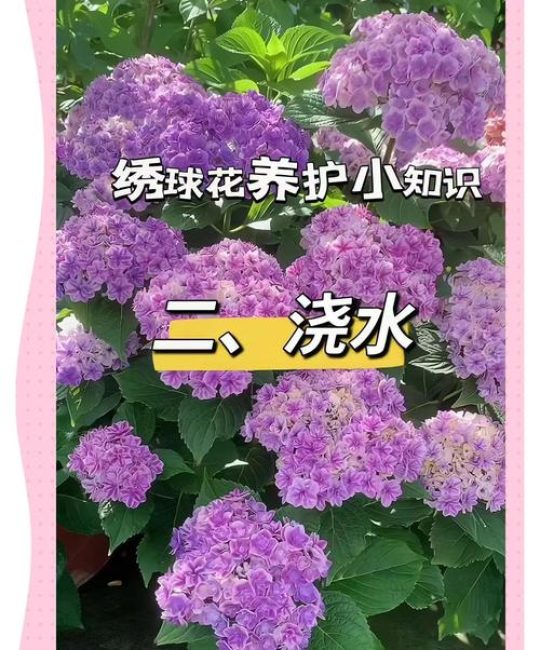 绣球花养殖全攻略：光照水肥修剪与花色调控指南