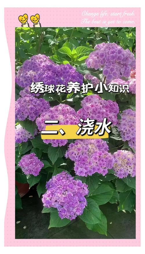 绣球花养殖全攻略:光照水肥修剪与花色调控指南 绣球花养殖全攻略:光照水肥修剪与花色调控指南
