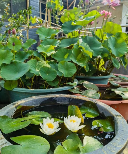 水缸种植睡莲方法：从选盆到开花的全流程指南