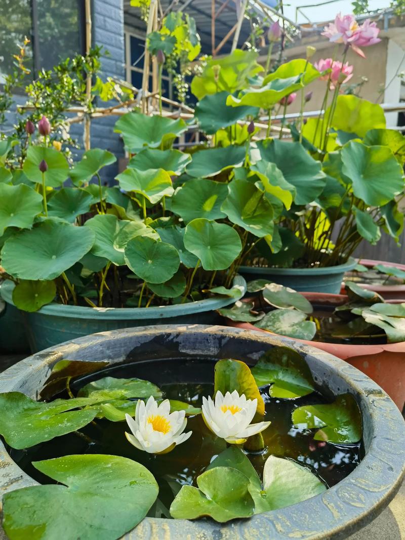 水缸种植睡莲方法:从选盆到开花的全流程指南 水缸种植睡莲方法:从选盆到开花的全流程指南