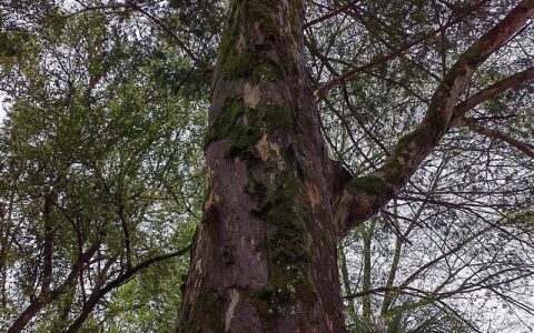 门口种红豆杉大忌？揭秘科学养护与风水误区