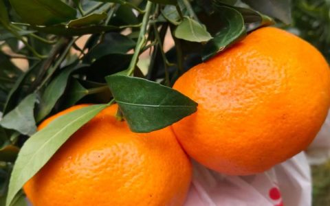 甘平柑橘与沃柑比较：品种特性、种植效益及选购指南