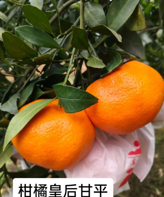 甘平柑橘与沃柑比较：品种特性、种植效益及选购指南
