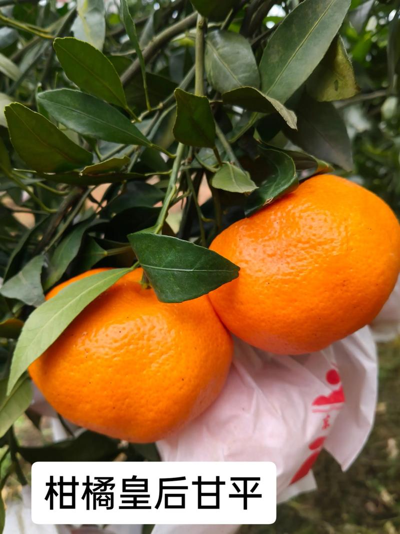 甘平柑橘与沃柑比较:品种特性、种植效益及选购指南 甘平柑橘与沃柑比较:品种特性、种植效益及选购指南