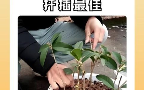 桂花扦插的最佳时间和方法：家庭育苗全攻略