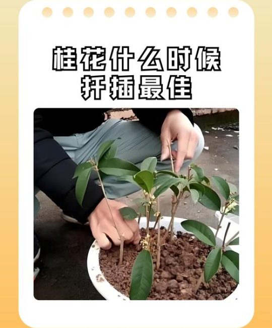 桂花扦插的最佳时间和方法：家庭育苗全攻略